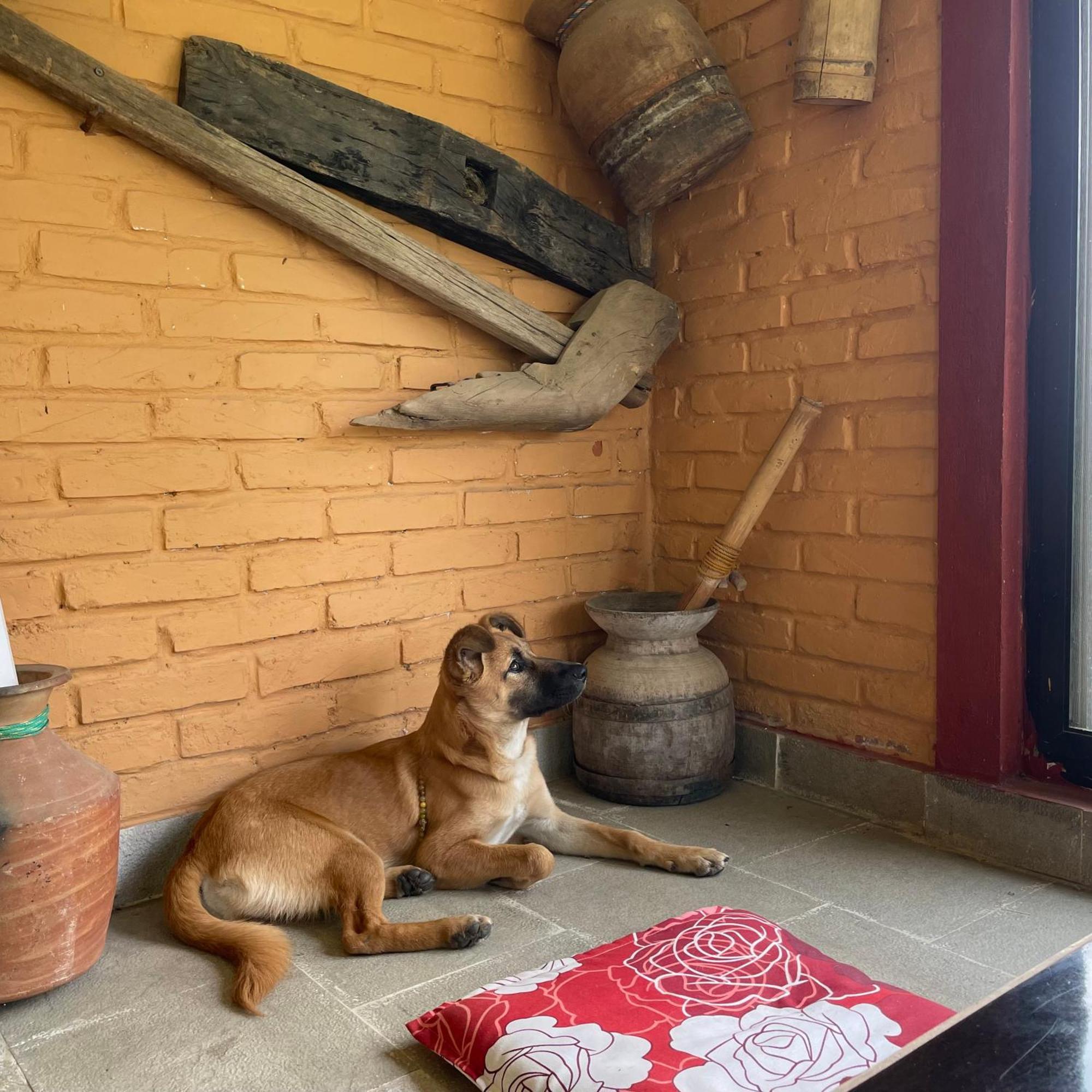 Himalaya Serene View Guest House & Farm Stay Deorali Exterior photo